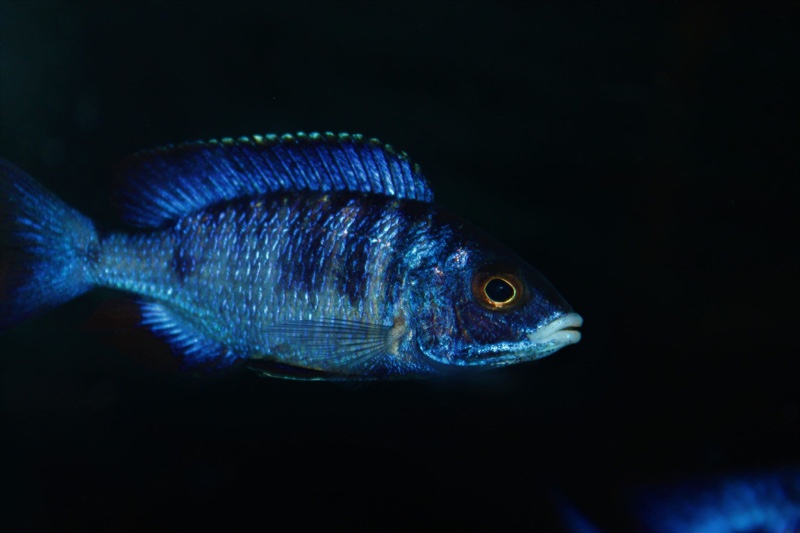 Placidochromis phenochilus 'Mdoka Reef'